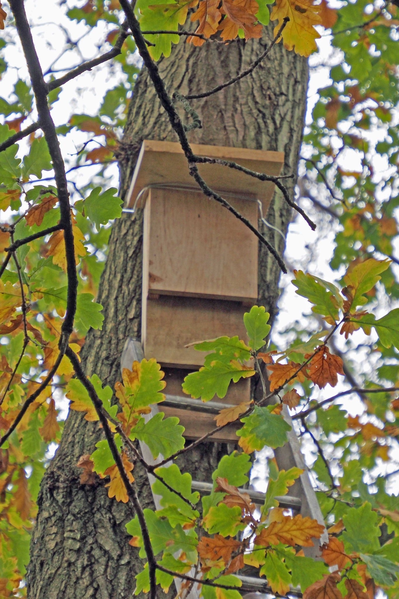 The Bat Shack - Bat Nesting Box