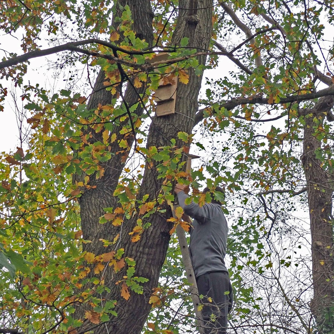 The Bat Shack - Bat Nesting Box